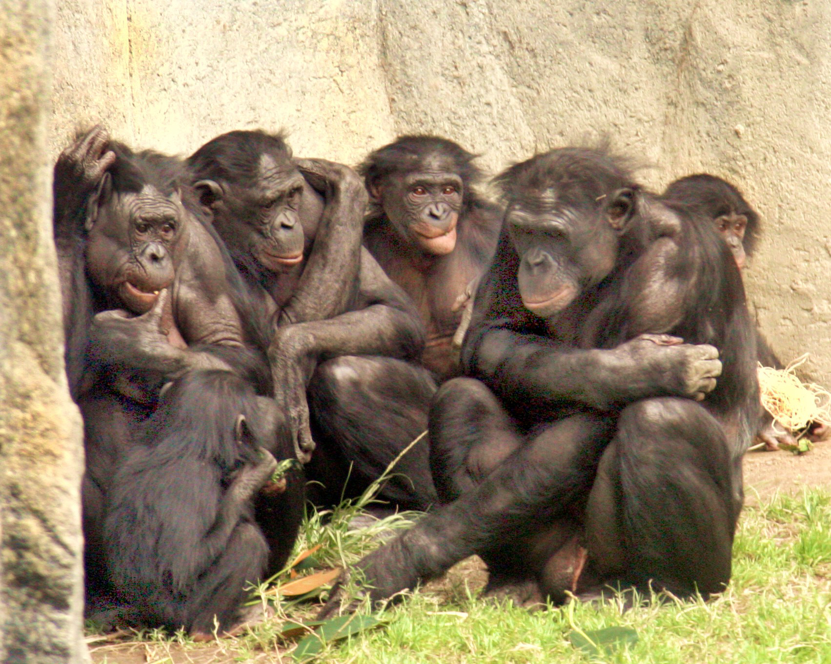 Six bonobos sitting together